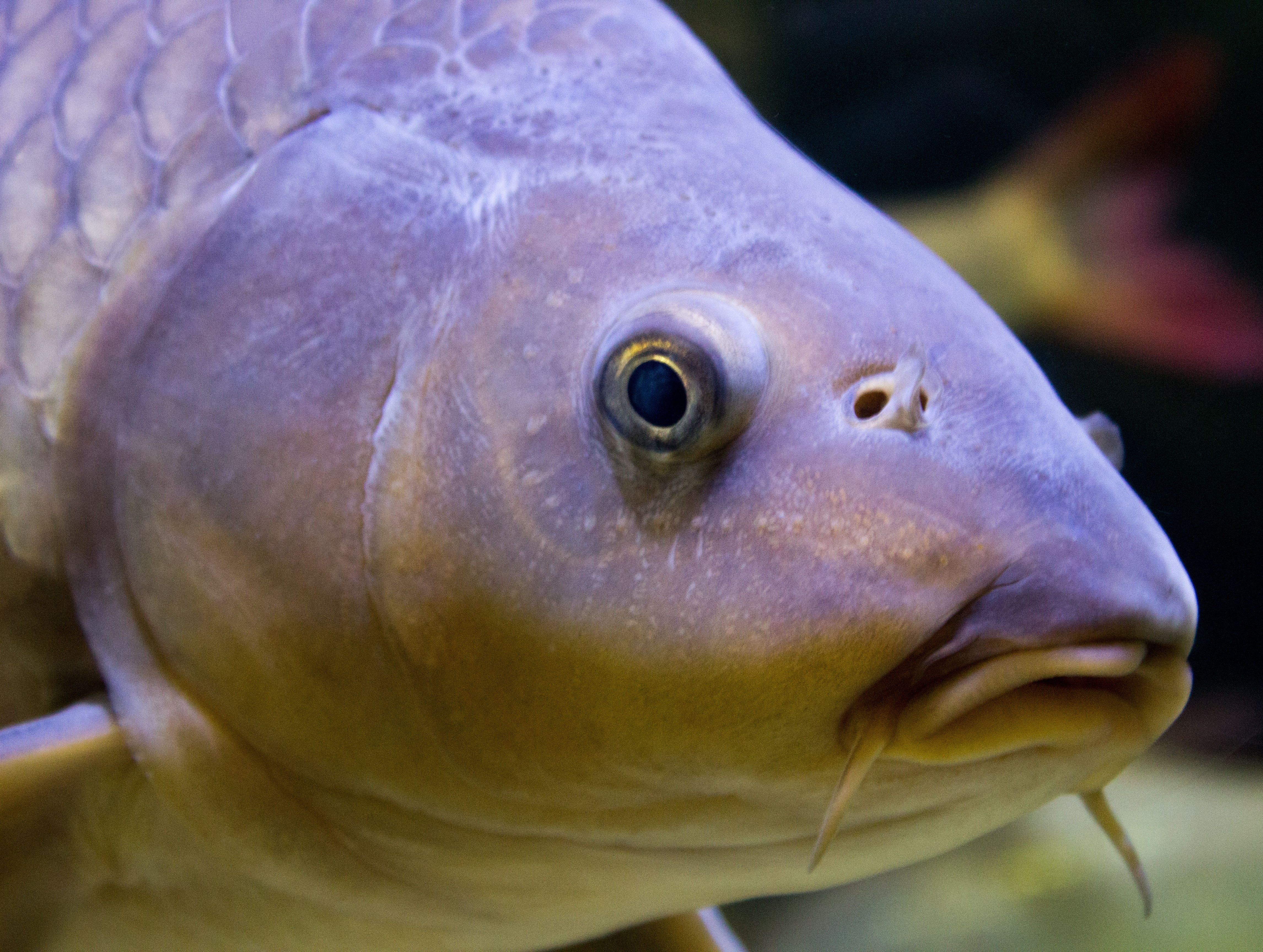 Nahaufnahme eines Karpfens unter Wasser